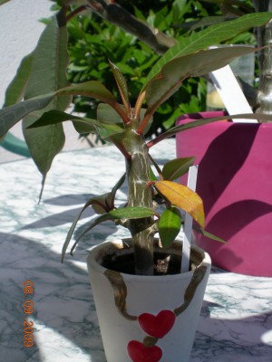 DSCN55750001.JPG