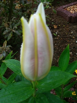 Orientalische Lilie - weiß - 1.JPG