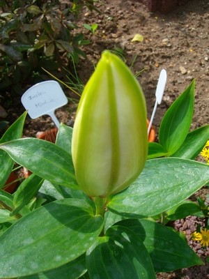 Orientalische Lilie - weiß.JPG