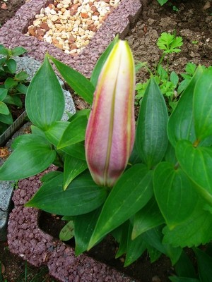 Orientalische Lilie - Stargazer.JPG