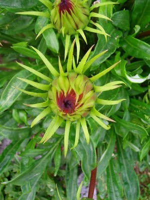 Kapkörbchen - gelb.JPG