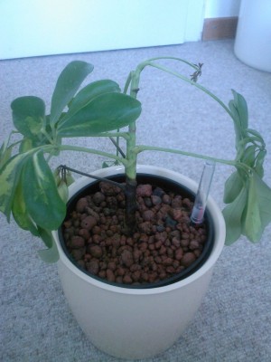 blu3.jpg