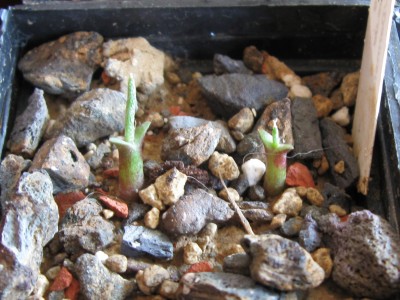 Astrophytum caput medusae.jpg