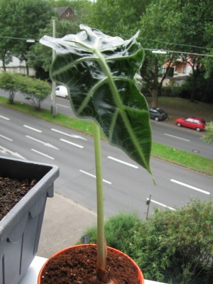 Unbekannt.jpg