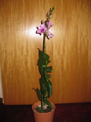 IMG_1979.JPG