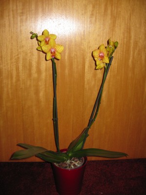 IMG_1976.JPG