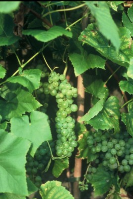 1861-weinrebe.jpg