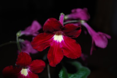 blüte_streptocarpus.jpg