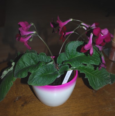 streptocarpus.jpg