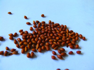 tigerlilienseeds.jpg