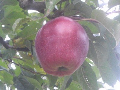 IMGP0915_Bildgröße ändern.JPG