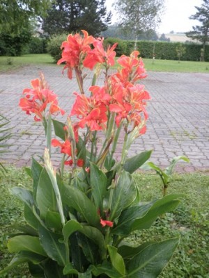 canna orange gelb.JPG