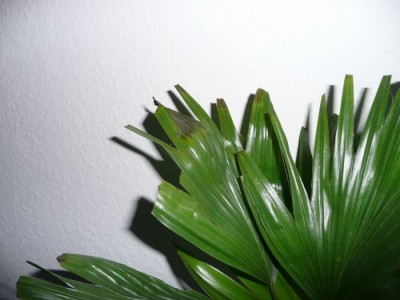 palme2.jpg