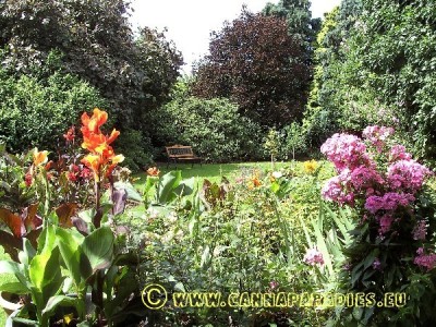 Canna indica Cleopatra.JPG
