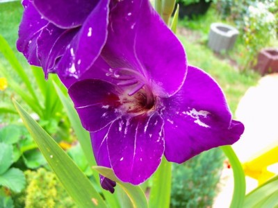 Gladiole - blau - 1.JPG