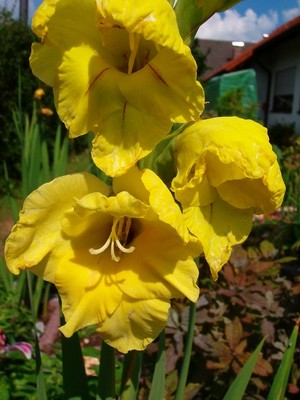 Gladiole - gelb.JPG