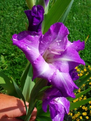 Gladiole - blau.JPG