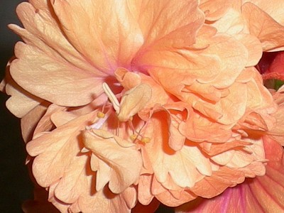 RSCN55840001.JPG