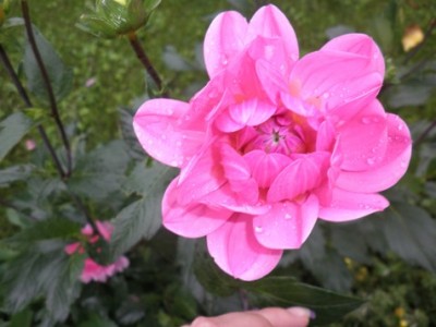 dahlie pink.JPG
