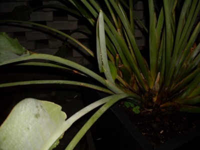 SDC10860.JPG