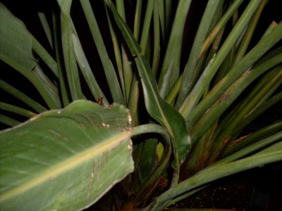 SDC10861.JPG