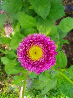 Pompondahlie.JPG