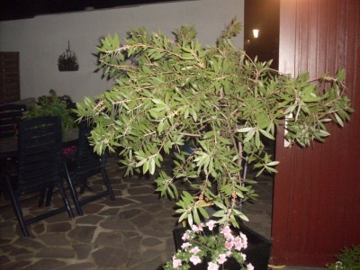 SDC10858.JPG