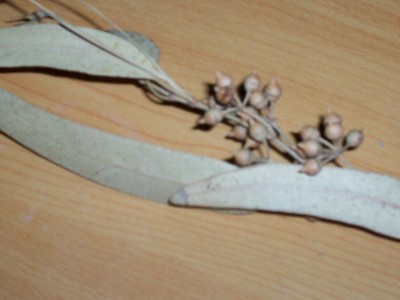 Eukalyptus Samen2.jpg