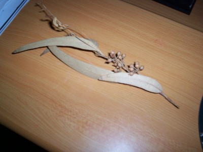 Eukalyptus Samen.jpg