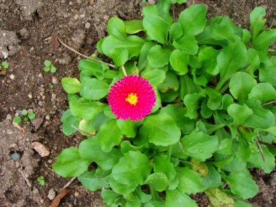 Tausendschön - 2.JPG