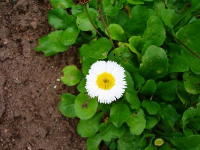 Tausendschön - 1.JPG