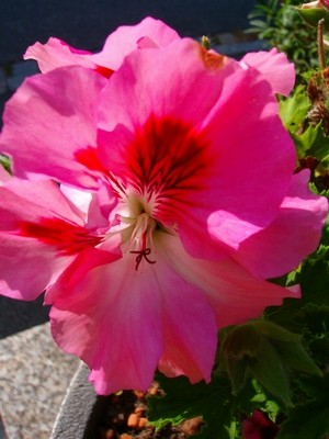 Pelargonie.JPG