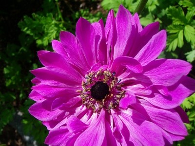 Anemone - rosa.JPG