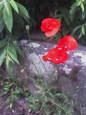 12-06-07_1037.jpg