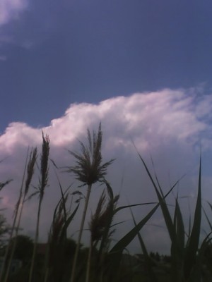 12-06-07_1036.jpg