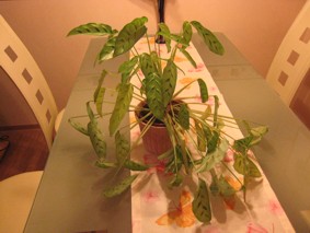 IMG_3823.jpg