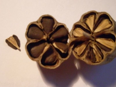 P9101380_600_450.JPG