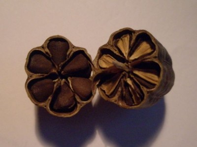 P9101379_600_450.JPG