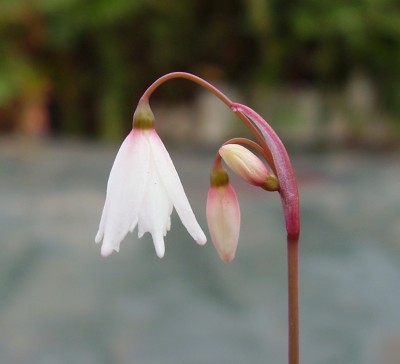 Acis autumnalis (3).JPG
