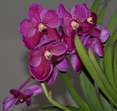 Vanda neu Blüten.JPG