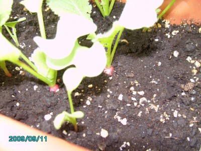 PICT0634.JPG