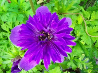 Anemone - lila.JPG