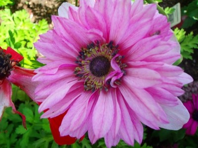 Anemone - rosa - gefüllt.JPG
