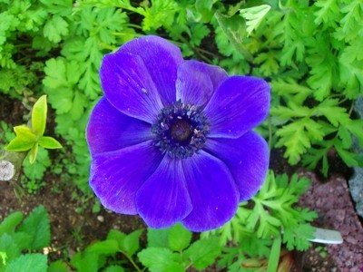 Anemone - blau.JPG