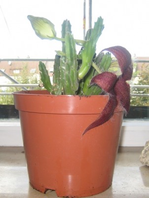 Stapelia gigantea 2.JPG
