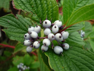 Hartriegel Früchte.JPG