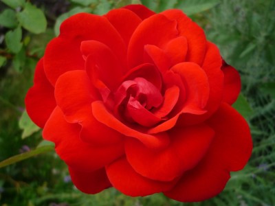 Rose Shalom3.JPG