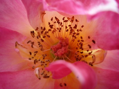 Makro Rose.JPG