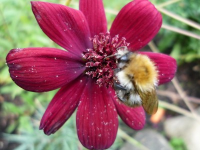 Schokoladenblume mit Pelztierchen.JPG