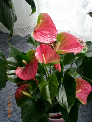 DSCN56010001.JPG